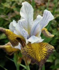 Iris Sibirica 'Uncorked'